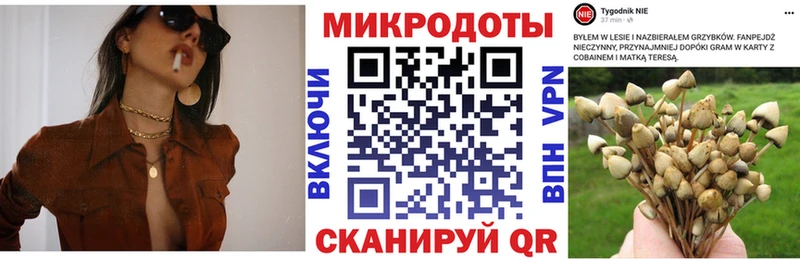 Купить  Александров  Псилоцибиновые грибы Psilocybe 